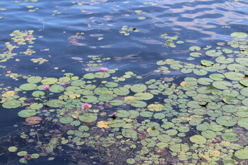 water lily in the pond