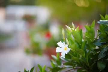 White flower in bloom close up still on a garden blurry background