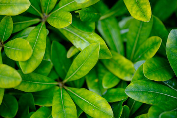 green leaves background