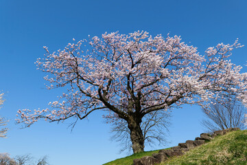 桜満開の呉羽山公園都市緑化植物園