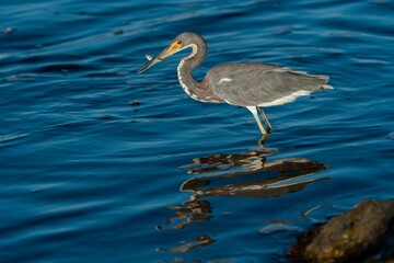 Tricolored heron, Egretta tricolor, J.N. Ding Darling National Wildlife Refuge, Florida, USA. In blue water.