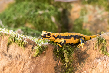 Closeup shot of barred tiger salamander, Ambystoma mavortium