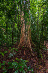 Obraz premium very beautiful and interesting trees and plants of the Amazon forest