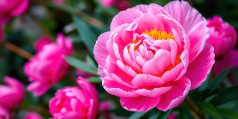 Fototapeta premium A beautiful pink peony flower background perfect for spring and summer designs, colorful, backdrop, pink