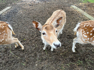 deer in spring