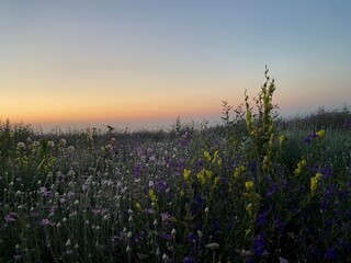 Naklejka premium lavender field in the morning