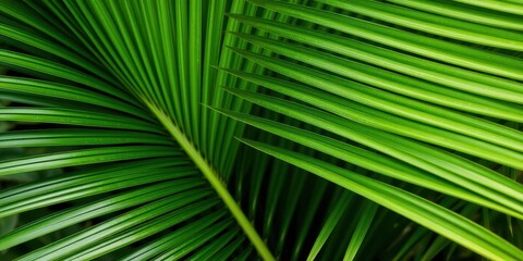 Close up of a vibrant tropical green palm leaf texture, tropical, lush, background