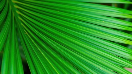 Obraz premium Close up of a vibrant green palm leaf texture with intricate details, nature, close up, texture