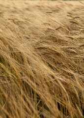 wheat field