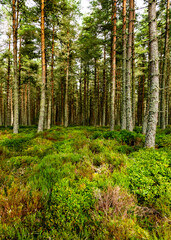 Obraz premium the forest