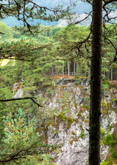 Cliff in the forest