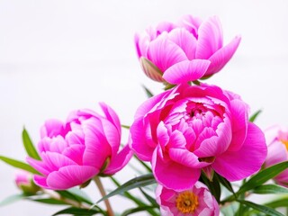 Fototapeta premium Pink peony flower background with soft petals in full bloom, pink, beauty, fresh