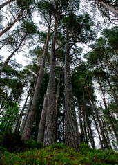 pine forest in the morning
