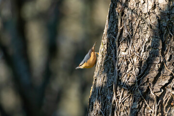 A  Eurasian Nuthatch (Sitta europaea) perched on a tree trunk with a clean, blurred background.