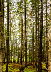 Obraz premium pine forest in the morning