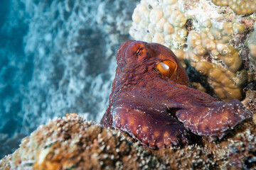 Octopus hunting for food above coral reef 