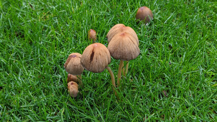 Garden Mushrooms