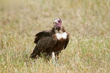 Hooded Vulture in Grassland, Tanzania
