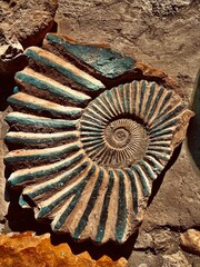 Ammonite