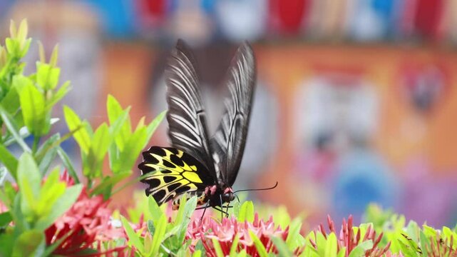 Butterfly Golden Birdwing. Troides aeacus malaiianus. A butterfly is sucking nectar from a red flower.