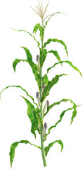 Side view of maize plants - corn