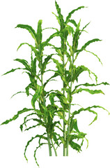 Fototapeta premium Side view of maize plants - corn