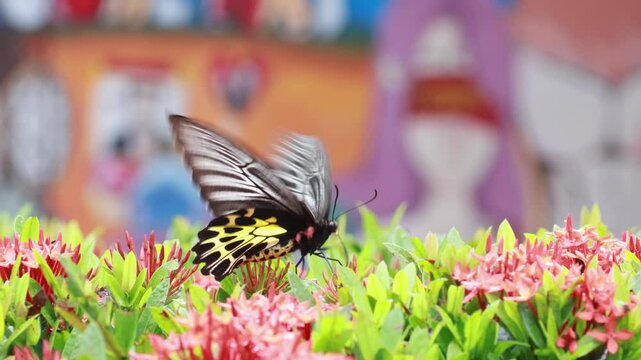 Butterfly Golden Birdwing. Troides aeacus malaiianus. A butterfly is sucking nectar from a red flower.