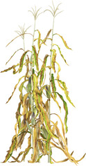 Side view of dried maize plants - corn