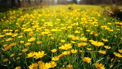 Obraz premium Vibrant daffodil flowers blooming in a vast field under the sun, petals, yellow