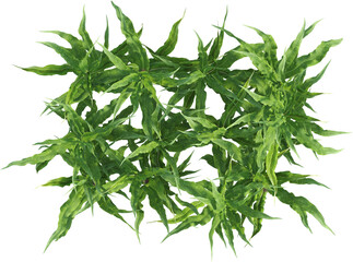 Top view of maize plants - corn