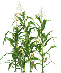 Side view of maize plants - corn © Matheus