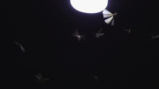 moth flying in the neon light
