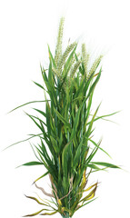 Side view of Wheat plant - Triticum