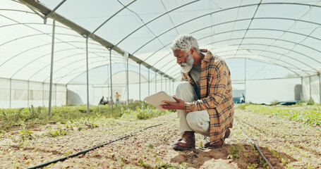 Greenhouse, agriculture and tablet with black man on farm for field, sustainability and growth. Environment, summer and eco friendly with mature person for plant inspection, quality control or health