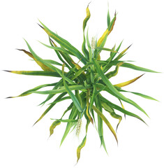 Top view of young Wheat plant - Triticum