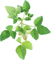 Top view of young soybean plant - Glycine