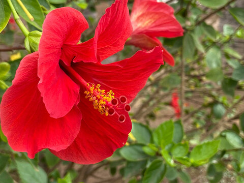 Red hibiscus flower on green grass background close up. Common name are Jasvandi, Gurhal, Chinese hibiscus, Shoe flower, Mandaram. 