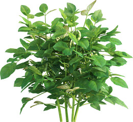 Side view of soybean plant - Glycine