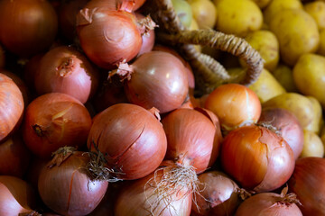 Close up photo of bulbs of fresh ripe yellow onions.