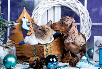 Puppy dachshund, New Year's puppy, Christmas dog