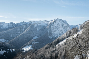 Snow covered mountain slope in swiss alpine wilderness  pine tree region