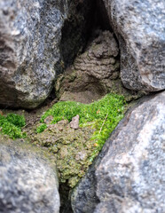 moss on stone