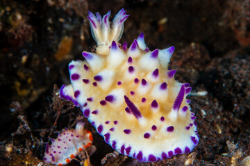 Fototapeta premium Close-up of a Nudibranch (Mexichromis multituberculata) on a tropical coral reef in Asia