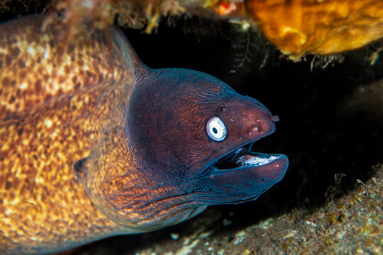 Close-up of a White-eyed/Greyface Moray Eel (Gymnothorax thyrsoideus) on a tropical coral reef
