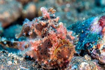 Spotted Painted Frogfish (Antennarius) on a tropical coral reef in Asia