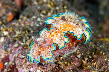 Brightly coloured Nudibranch (G. acosti) on a tropical coral reef in the Indo-Pacific region