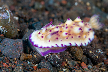 Close-up of a Nudibranch (Mexichromis multituberculata) on a tropical coral reef in Asia