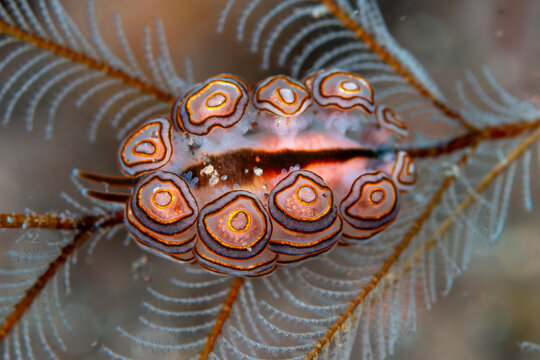 Donut Nudibranch (Doto greenamyeri) on a hydroid on a tropical coral reef in Bali, Indonesia