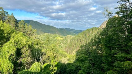 Obraz premium Lush green forest landscape with distant mountains under cloudy sky