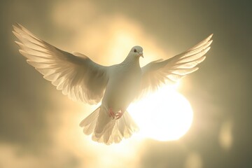 Fototapeta premium Dove soaring with wings open in front of sun